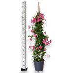 Sandewilla (Mandevilla) jasnoróżowa 160cm