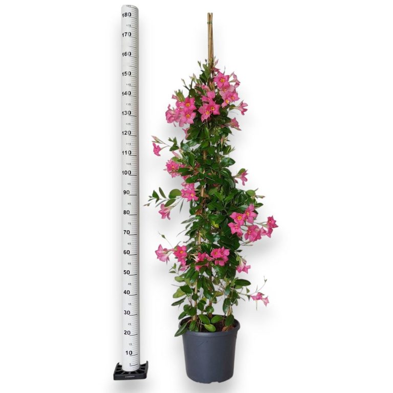Sandewilla (Mandevilla) jasnoróżowa 160cm