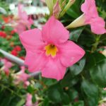 Sandewilla (Mandevilla) jasnoróżowa 160cm