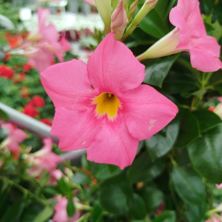 Sandewilla (Mandevilla) jasnoróżowa 160cm
