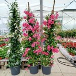 Sandewilla (Mandevilla) jasnoróżowa 160cm