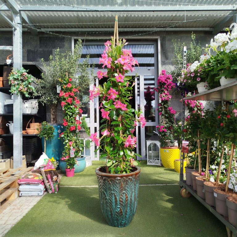 Sandewilla (Mandevilla) jasnoróżowa 160cm