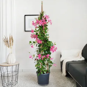 Sandewilla (Mandevilla) jasnoróżowa 160cm