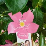 Sandewilla (Mandevilla) jasnoróżowa 160cm