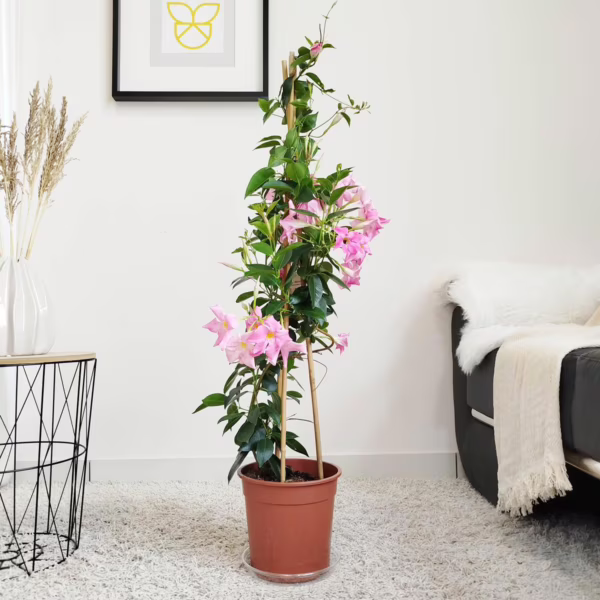 Sandewilla (Sundavilla Pink) jasnoróżowa 95-110cm