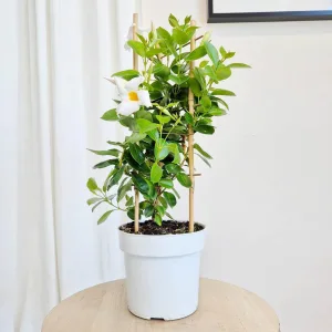 Sandewilla (Mandevilla White) biała 55cm