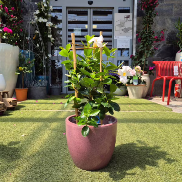 Sandewilla (Mandevilla White) biała 50-55cm