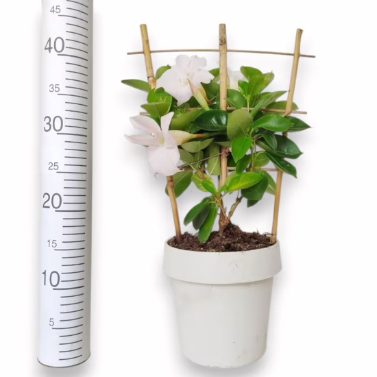 Sandewilla Mandewilla