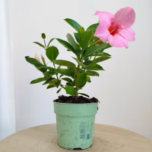 Sandewilla (Mandevilla Sundavil Pink) jasnoróżowa 20-25cm