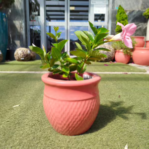 Sandewilla (Mandevilla Sundavil Pink) jasnoróżowa 20-25cm