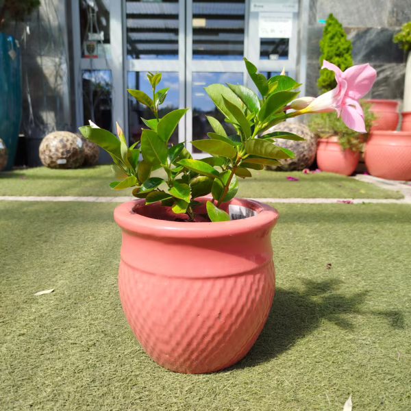 Sandewilla (Mandevilla Sundavil Pink) jasnoróżowa 20-25cm