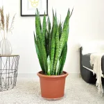 Sansewieria gwinejska (Sansevieria trifasciata 'Zelenica') 100cm