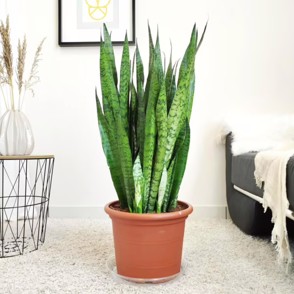 Sansewieria gwinejska (Sansevieria trifasciata 'Zelenica') 90-100cm