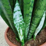 Sansewieria gwinejska (Sansevieria trifasciata 'Zelenica') 100cm