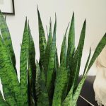 Sansewieria gwinejska (Sansevieria trifasciata 'Zelenica') 100cm