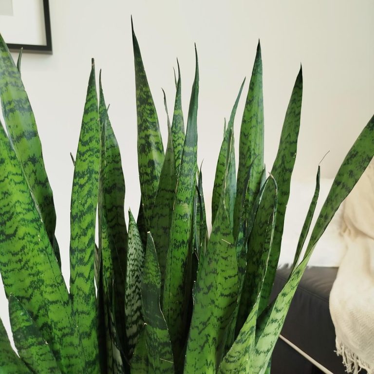 Sansewieria gwinejska (Sansevieria trifasciata 'Zelenica') 100cm