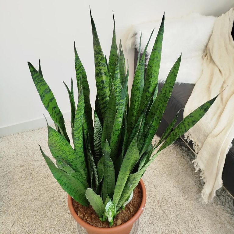 Sansewieria gwinejska (Sansevieria trifasciata 'Zelenica') 100cm