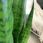 Sansewieria gwinejska (Sansevieria trifasciata 'Zelenica') 100cm