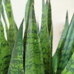 Sansewieria gwinejska (Sansevieria trifasciata 'Zelenica') 100cm