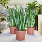 Sansewieria gwinejska (Sansevieria trifasciata 'Zelenica') 100cm