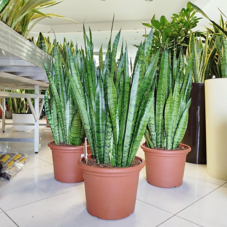 Sansewieria gwinejska (Sansevieria trifasciata 'Zelenica') 100cm