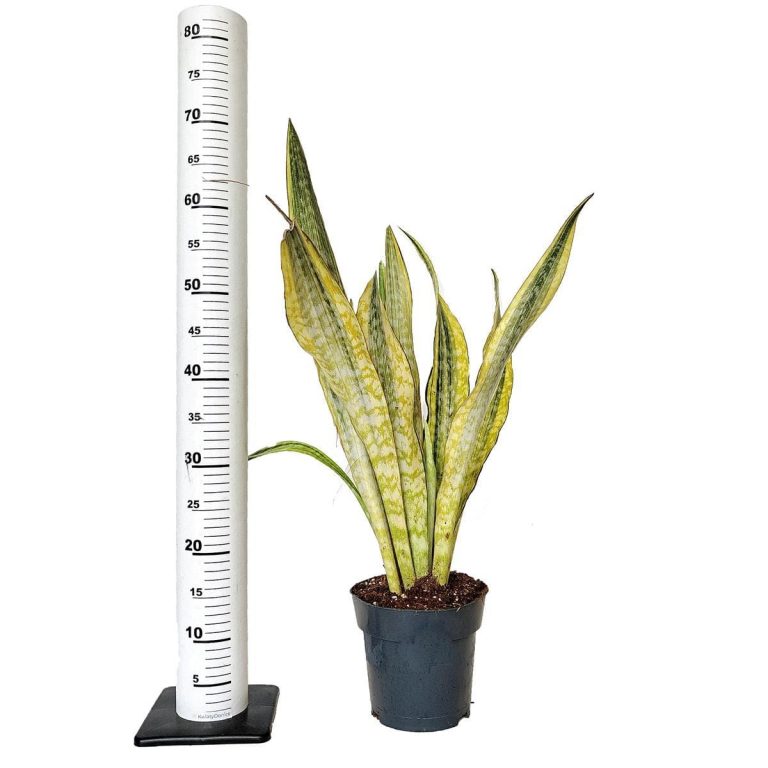 Sansewieria gwinejska (Sansevieria trifasciata 'Lauren') 70cm