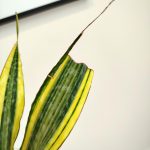 Sansewieria gwinejska (Sansevieria trifasciata 'Lauren') 70cm