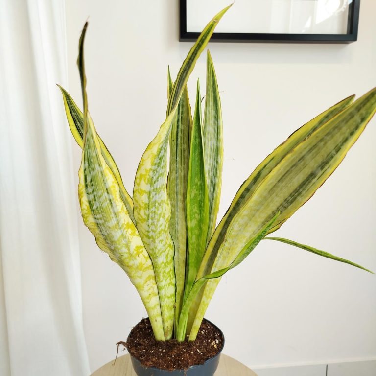 Sansewieria gwinejska (Sansevieria trifasciata 'Lauren') 70cm