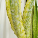 Sansewieria gwinejska (Sansevieria trifasciata 'Lauren') 70cm