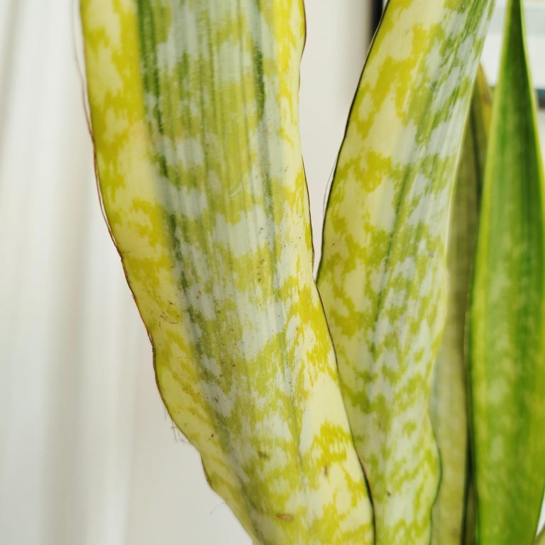 Sansewieria gwinejska (Sansevieria trifasciata 'Lauren') 70cm
