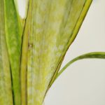 Sansewieria gwinejska (Sansevieria trifasciata 'Lauren') 70cm