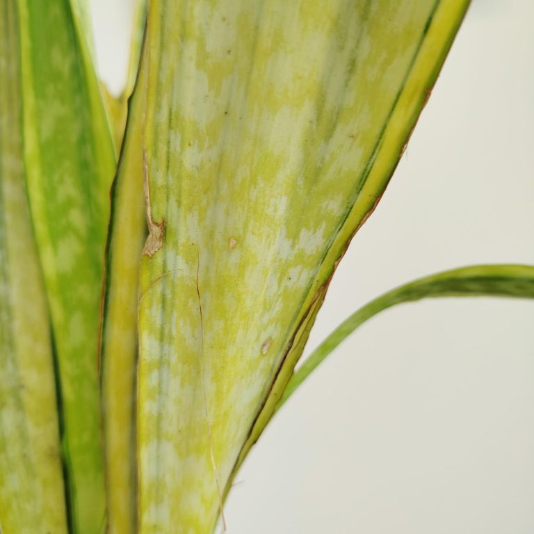 Sansewieria gwinejska (Sansevieria trifasciata 'Lauren') 70cm