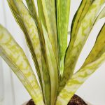 Sansewieria gwinejska (Sansevieria trifasciata 'Lauren') 70cm