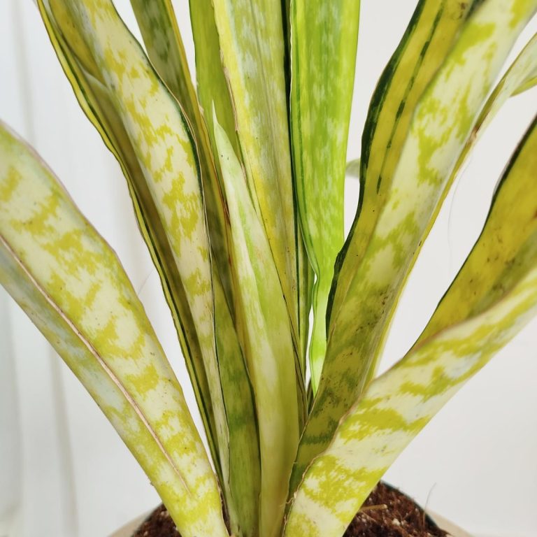 Sansewieria gwinejska (Sansevieria trifasciata 'Lauren') 70cm