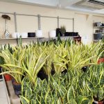 Sansewieria gwinejska (Sansevieria trifasciata 'Lauren') 70cm