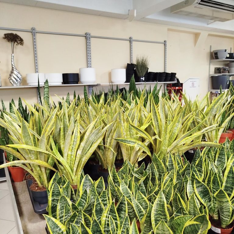 Sansewieria gwinejska (Sansevieria trifasciata 'Lauren') 70cm