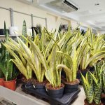 Sansewieria gwinejska (Sansevieria trifasciata 'Lauren') 70cm