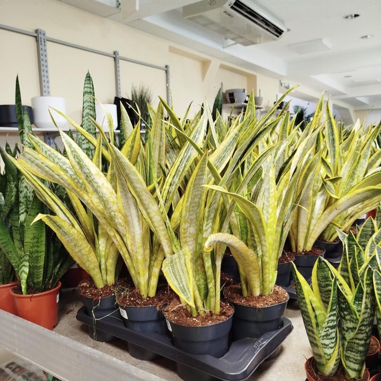 Sansewieria gwinejska (Sansevieria trifasciata 'Lauren') 70cm