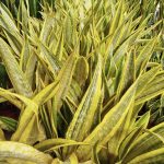 Sansewieria gwinejska (Sansevieria trifasciata 'Lauren') 70cm