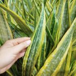 Sansewieria gwinejska (Sansevieria trifasciata 'Lauren') 70cm