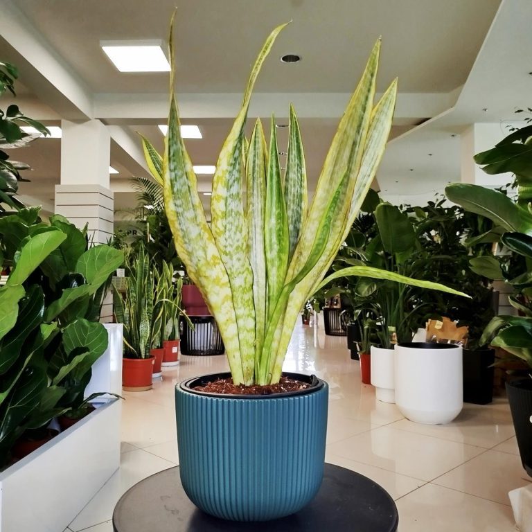 Sansewieria gwinejska (Sansevieria trifasciata 'Lauren') 70cm