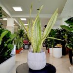 Sansewieria gwinejska (Sansevieria trifasciata 'Lauren') 70cm