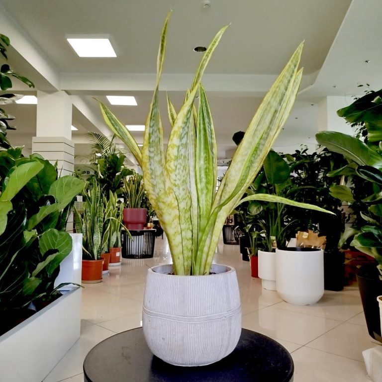 Sansewieria gwinejska (Sansevieria trifasciata 'Lauren') 70cm