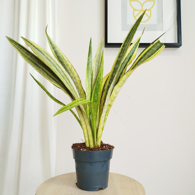 Sansewieria gwinejska (Sansevieria trifasciata 'Lauren') 70cm