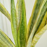 Sansewieria gwinejska (Sansevieria trifasciata 'Lauren') 70cm