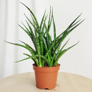 Sansewieria (Sansevieria ‘Fernwood’) 25cm