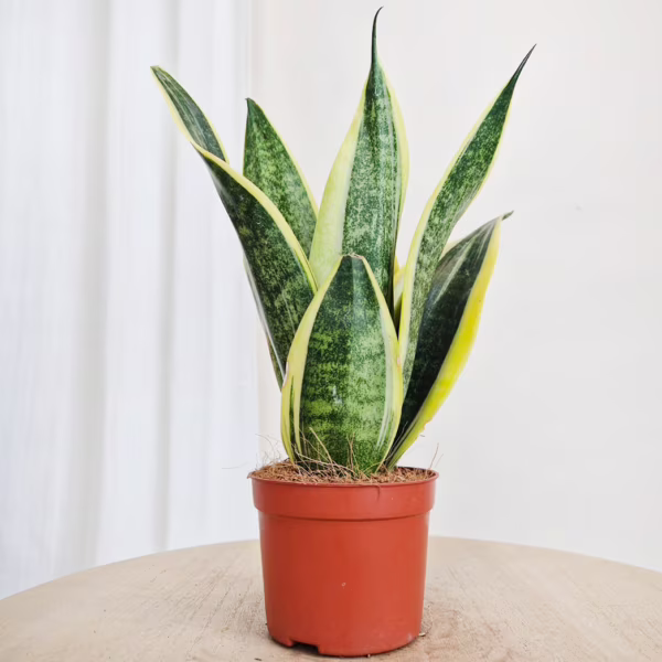 Sansewieria gwinejska (Sansevieria trifasciata 'Canary') 25cm