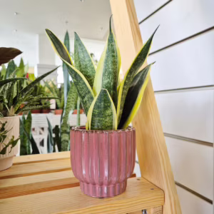 Sansewieria gwinejska (Sansevieria trifasciata 'Canary') 25-30cm
