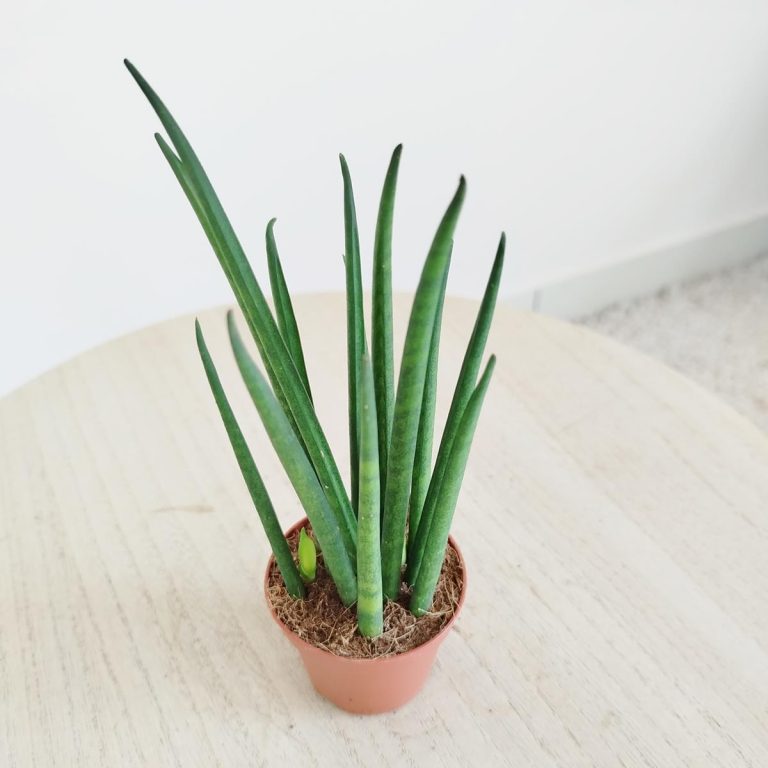Sansewieria cylindryczna ( Sansevieria ‘Cylindrica’) 20cm
