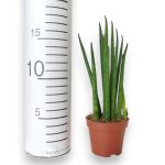 Sansewieria cylindryczna ( Sansevieria ‘Cylindrica’) 20cm